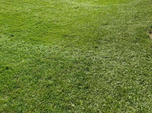 Austin C.'s Lawn Mowing service result