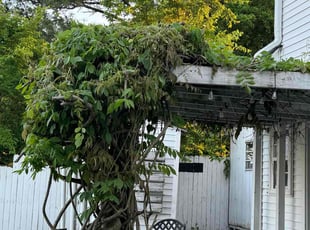 Bush Trimming by Edward Burrus for Matthew H. in Norfolk, VA