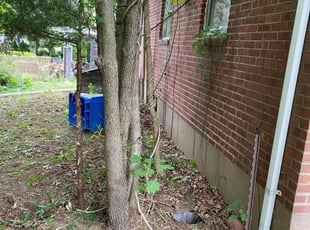 Bush Trimming by Jeff Carr for Kate B. in Hamden, CT