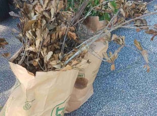 Cleanups by Jazzmin Earl for Norma B. in Ellenwood, GA