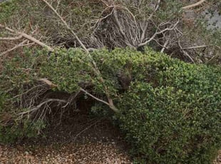 Bush Trimming by Lamont Johnson for Alpert G. in Las Vegas, NV