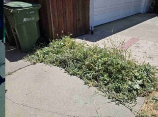 Weeding by Christopher Lim for Serkan S. in Santa Clara, CA