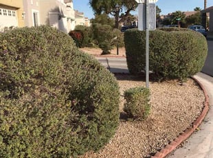 Weeding by Sergio Diaz for Alpert G. in Las Vegas, NV