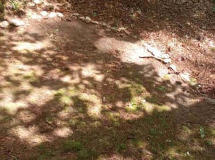 Leaf Removal by Montgomery Roberts for Sanaz A. in Marietta, GA