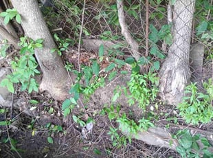 Cleanups by Reginald White for Tracy S. in Kansas City, MO