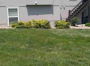Weeding by Julio Almestica for Bella B. in Lee's Summit, MO