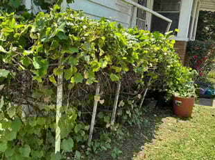 Bush Trimming by Jose M Bautista for josh t. in East Orange, NJ