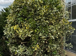 Bush Trimming by Jairon Villagran for Calvin R. in Germantown, MD