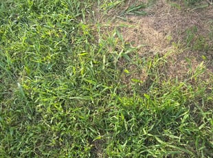 Leaf Removal by M D for Shawna L. in Broken Arrow, OK