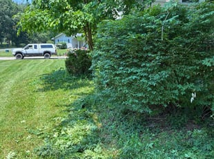 Bush Trimming by robert rufin for Kelly S. in Aurora, OH