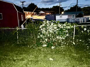 Bush Trimming by Teresa Thompson for Tracie D. in Essex, MD