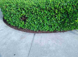 Weeding by Robert Nelams for Paul S. in Leesburg, FL