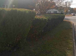 Bush Trimming by Willie Williams for Emanuel P. in Hampton, VA