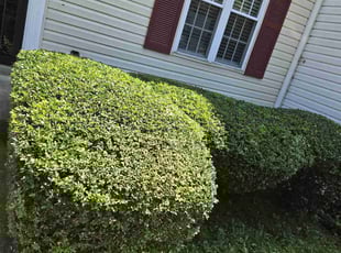 Bush Trimming by Luis Velasco Iraheta for Nicole W. in Capitol Heights, MD