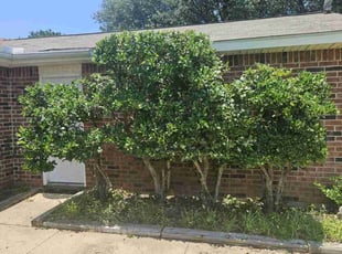 Bush Trimming by Gary Joy for Sandy W. in Bedford, TX
