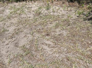 Leaf Removal by Patrick Paul for Arianna P. in Ocoee, FL