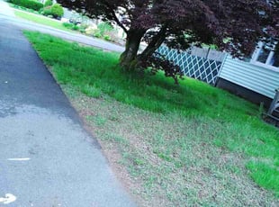 Leaf Removal by Amilcar Patrick for Suvie S. in Lawrence, MA