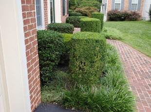Bush Trimming by Edwin Villagran for Sofia C. in Gaithersburg, MD
