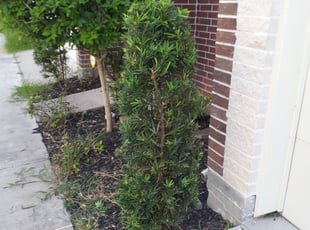 Bush Trimming by Gregorio Castruita for Joanna F. in Houston, TX