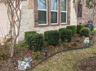 Bush Trimming by Eve Solis for Angel C. in Grand Prairie, TX