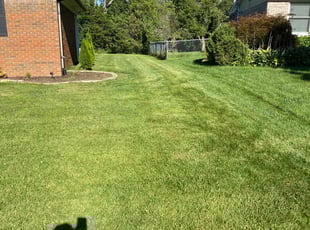 Dora N.'s Lawn Mowing service result