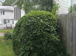 Bush Trimming by Gabriel Afolayanka for Phil d. in West Haven, CT