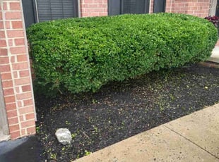Bush Trimming by Z&D landscape LTD LLC for Dwayne H. in Lititz, PA