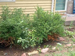 Cleanups by Lance Reynolds for Ashley B. in Independence, MO