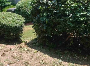 Bush Trimming by Jacob Kirkpatrick for Manoj A. in Suwanee, GA