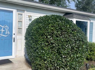 Bush Trimming by Jose Tejeda for KATHY Z. in Manheim, PA