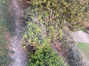 Weeding by Carl George for Yoon Ha L. in Baton Rouge, LA