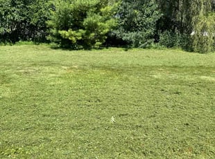 Dana D.'s Lawn Service service result