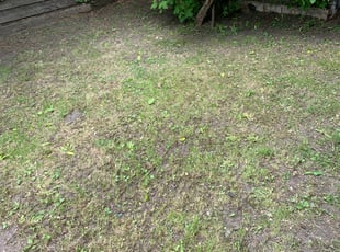 Cleanups by Steven Powe for Elyse G. in Chicago, IL