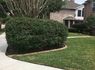 Weeding by Marvin Miller for Warren T. in Plano, TX