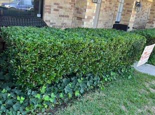 Bush Trimming by Abel Baeza for Mia J. in Plano, TX