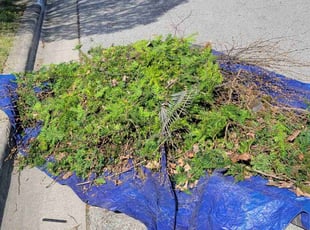 Bush Trimming by Alisha Lawson for Toya L. in Grove City, OH