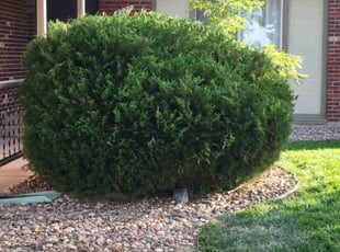 Bush Trimming by Jessie Martinez for Ezzard G. in Denver, CO