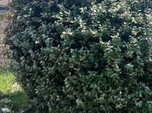Bush Trimming by Gabriel Pearson for Traci A. in Houston, TX