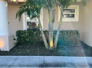 Bush Trimming by Chris Hollis for Brad H. in Palm Bay, FL