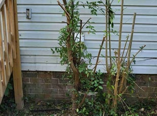 Bush Trimming by Micah Barnes for Kelly B. in Portsmouth, VA