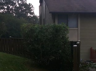 Bush Trimming by David Michaelangelo for Johanna C. in Burke, VA
