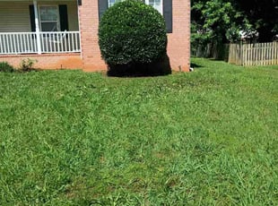 Bush Trimming by James/Andrea Robinson/Stafford for Lauren N. in Murfreesboro, TN