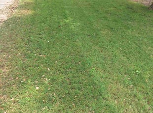 Naida C.'s Lawn Mowing service result