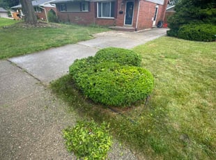 Bush Trimming by Charles Cromwell for Jed L. in Livonia, MI