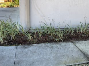 Weeding by Julie McHenry for Irenee J. in Fruit Cove, FL