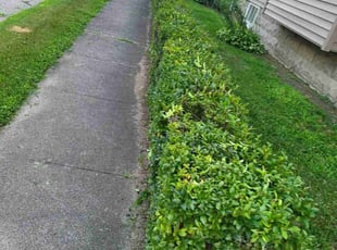 Bush Trimming by Jared Duguay for Megan H. in East Providence, RI