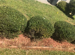Bush Trimming by Marco Antenor for Stephnie H. in Charlotte, NC