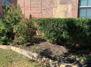 Bush Trimming by Danny Cavazos for Brenda K. in Keller, TX