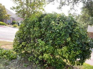 Bush Trimming by Adrianna Soto for Audrey F. in San Antonio, TX