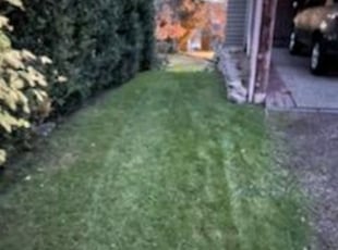 Leaf Removal by David Melton for Marianne L. in Bellevue, WA